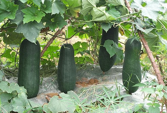 瓜什么时候种植最好冰球突破豪华版冬