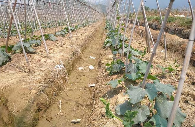 瓜什么时候种植最好冰球突破豪华版冬(图3)