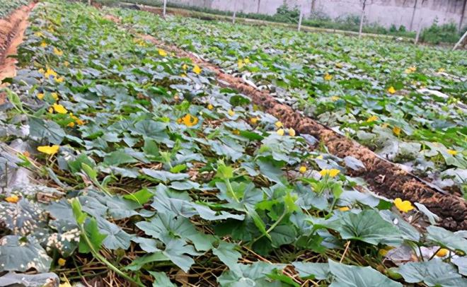 瓜什么时候种植最好冰球突破豪华版冬(图4)