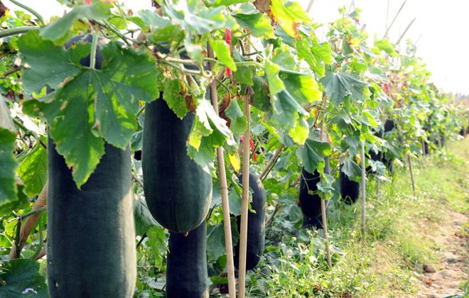 瓜什么时候种植最好冰球突破豪华版冬(图2)